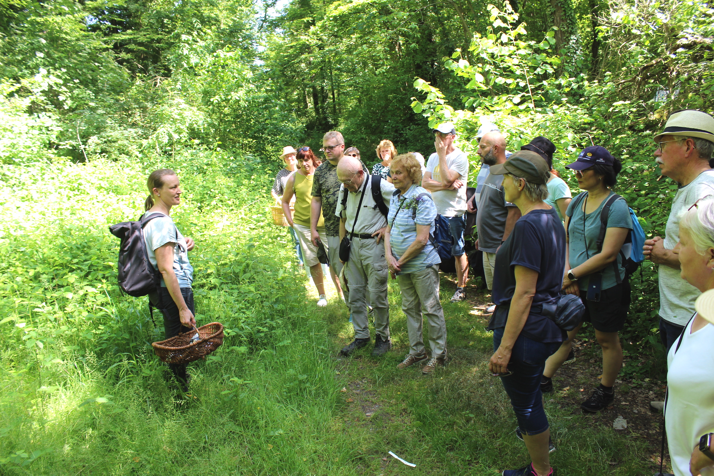 10 wildkraeuter wald infos vf