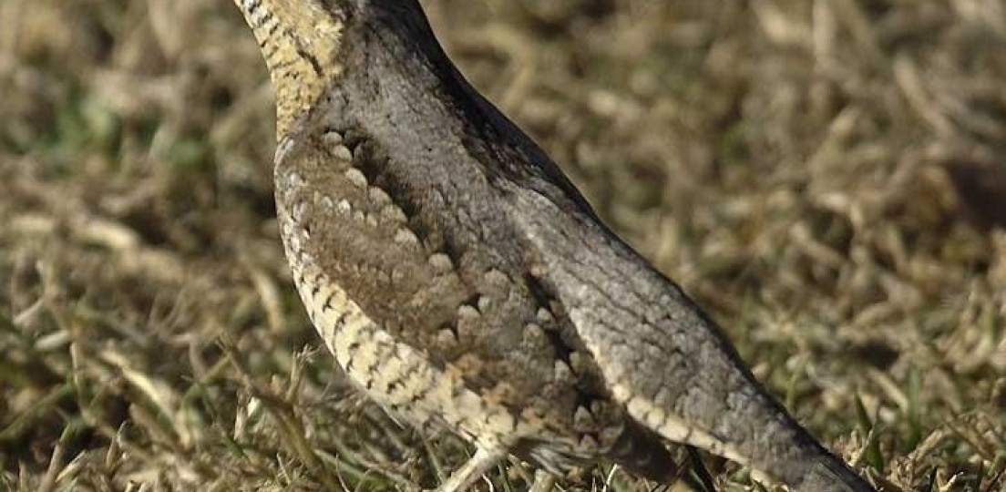 Reinigung der Nistkästen