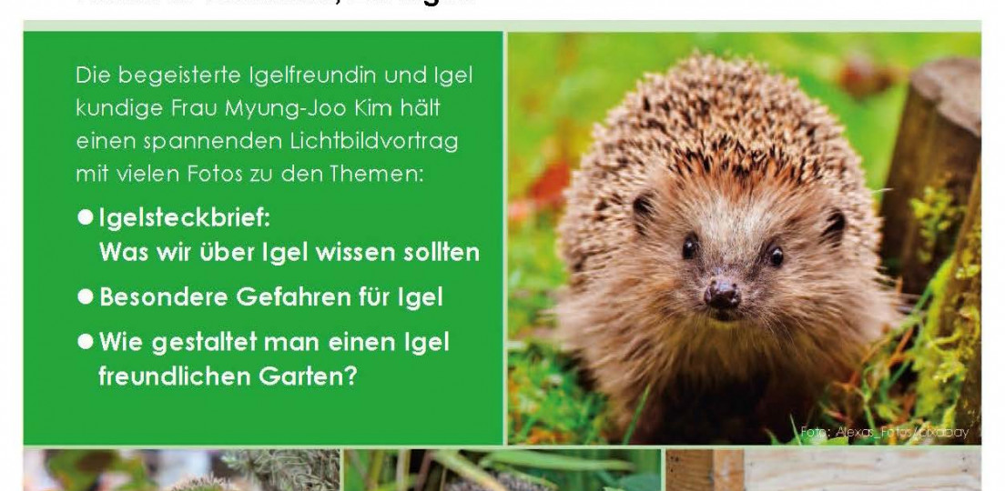 Igel im Garten