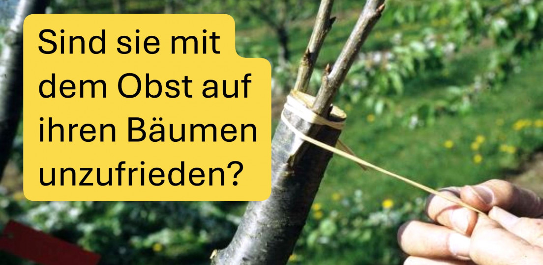 Sind Sie mit dem Obst auf ihren Bäumen unzufrieden?