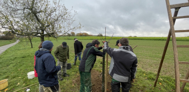 Baumpflanzaktion des OGV Eisingen im Auftrag der Gemeinde